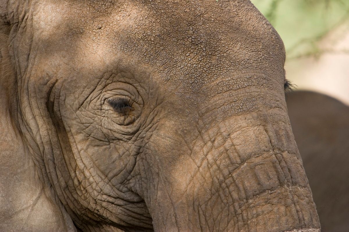 Ostafrika, Tansania, Kenia, Safari, Tierfoto, Lake Manyara, Elefanten