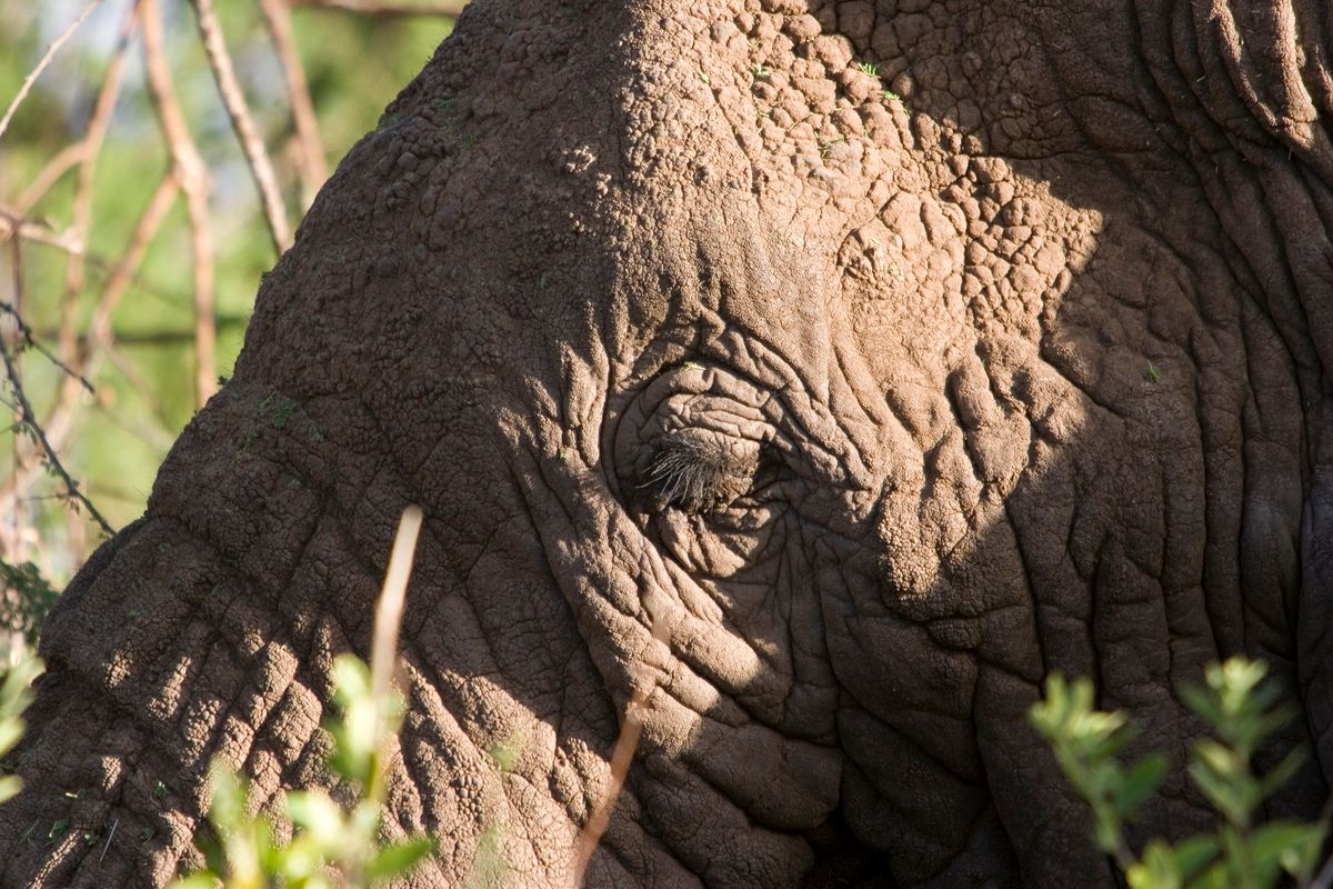 Ostafrika, Tansania, Kenia, Safari, Tierfoto, Lake Manyara, Elefant