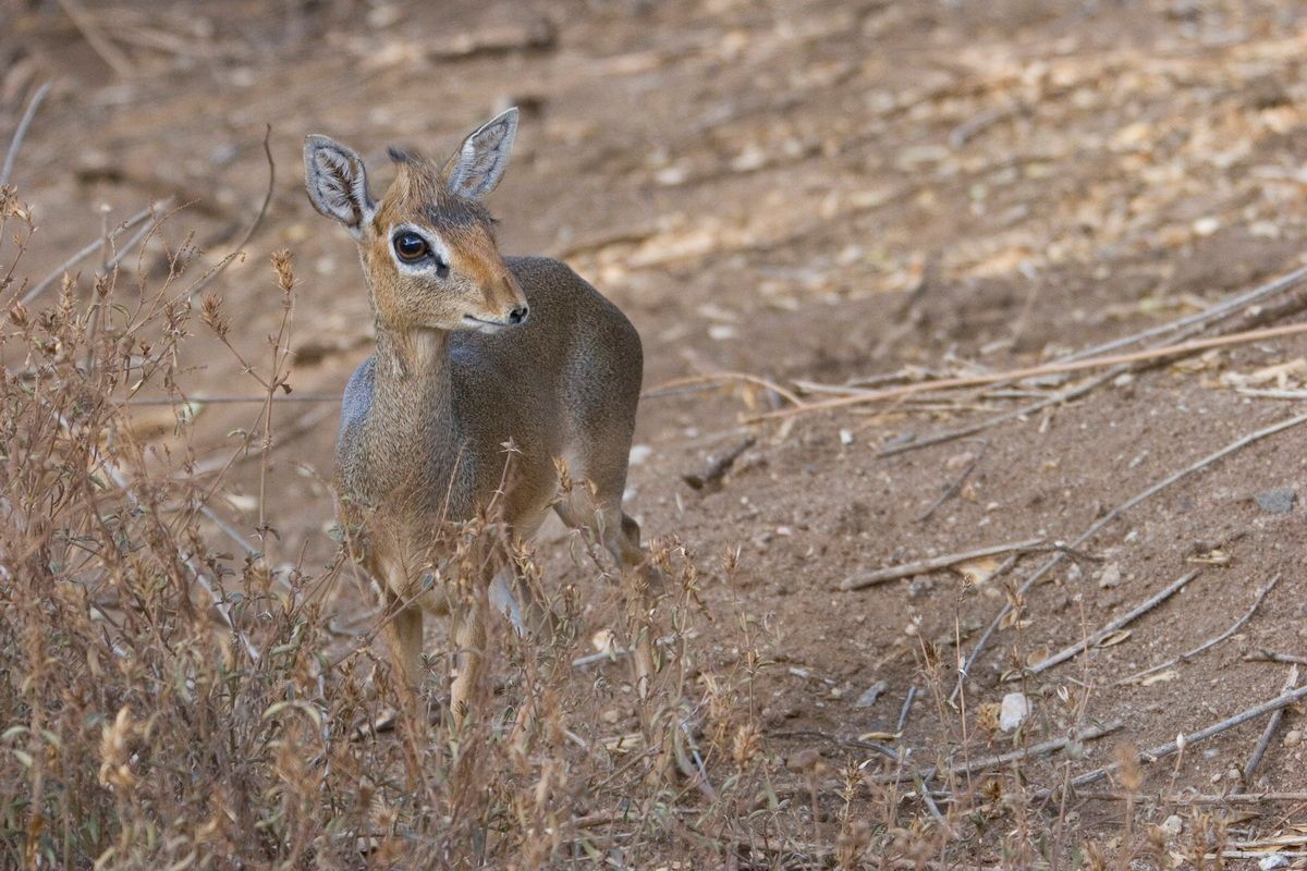 Ostafrika, Tansania, Kenia, Safari, Tierfoto, Lake Manyara, Antilope, Dikdik