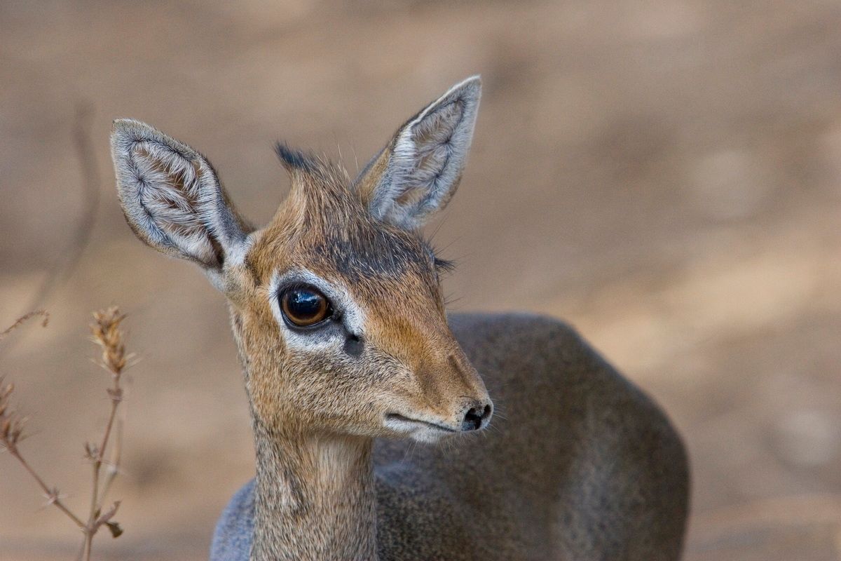 Ostafrika, Tansania, Kenia, Safari, Tierfoto, Lake Manyara, Antilope, Dikdik