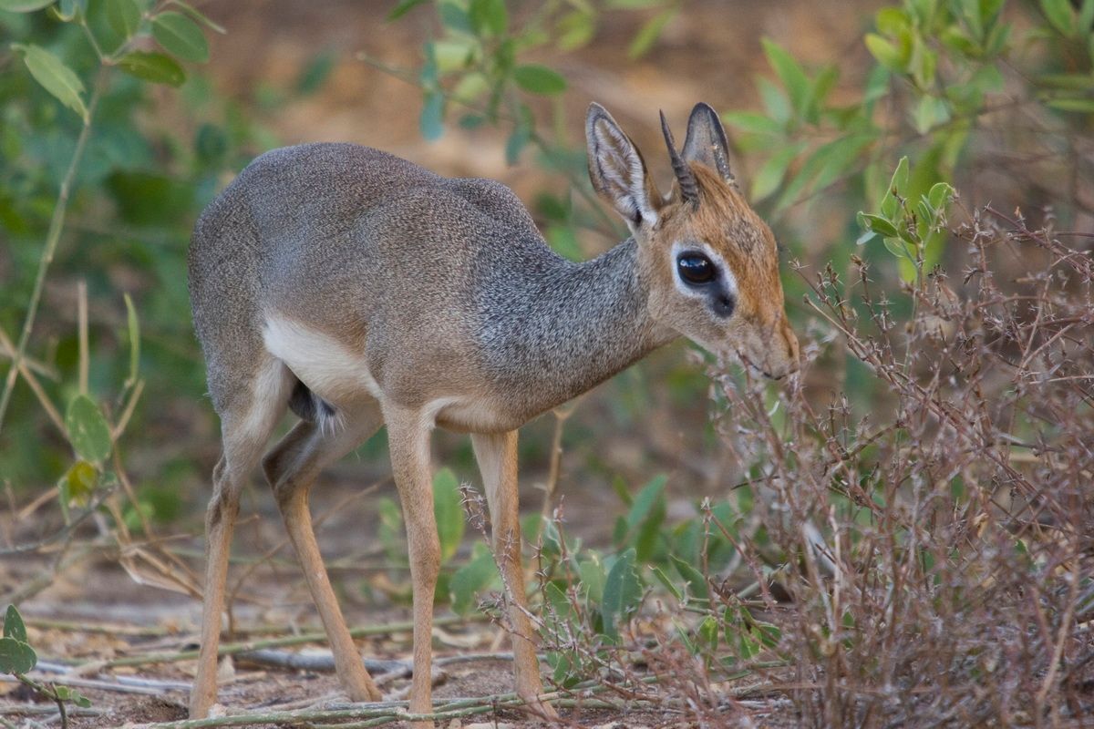 Ostafrika, Tansania, Kenia, Safari, Tierfoto, Lake Manyara, Antilope, Dikdik