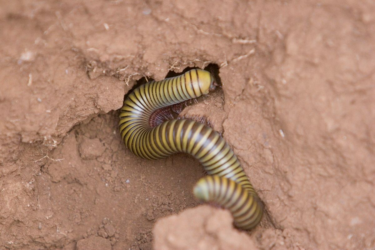 Ostafrika, Tansania, Kenia, Safari, Tierfoto, Lake Manyara, Wurm