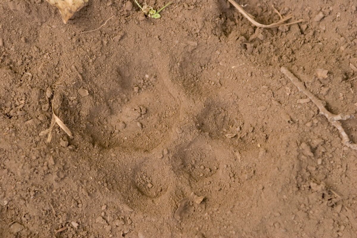 Ostafrika, Tansania, Kenia, Safari, Tierfoto, Lake Manyara, Leopoardenspur