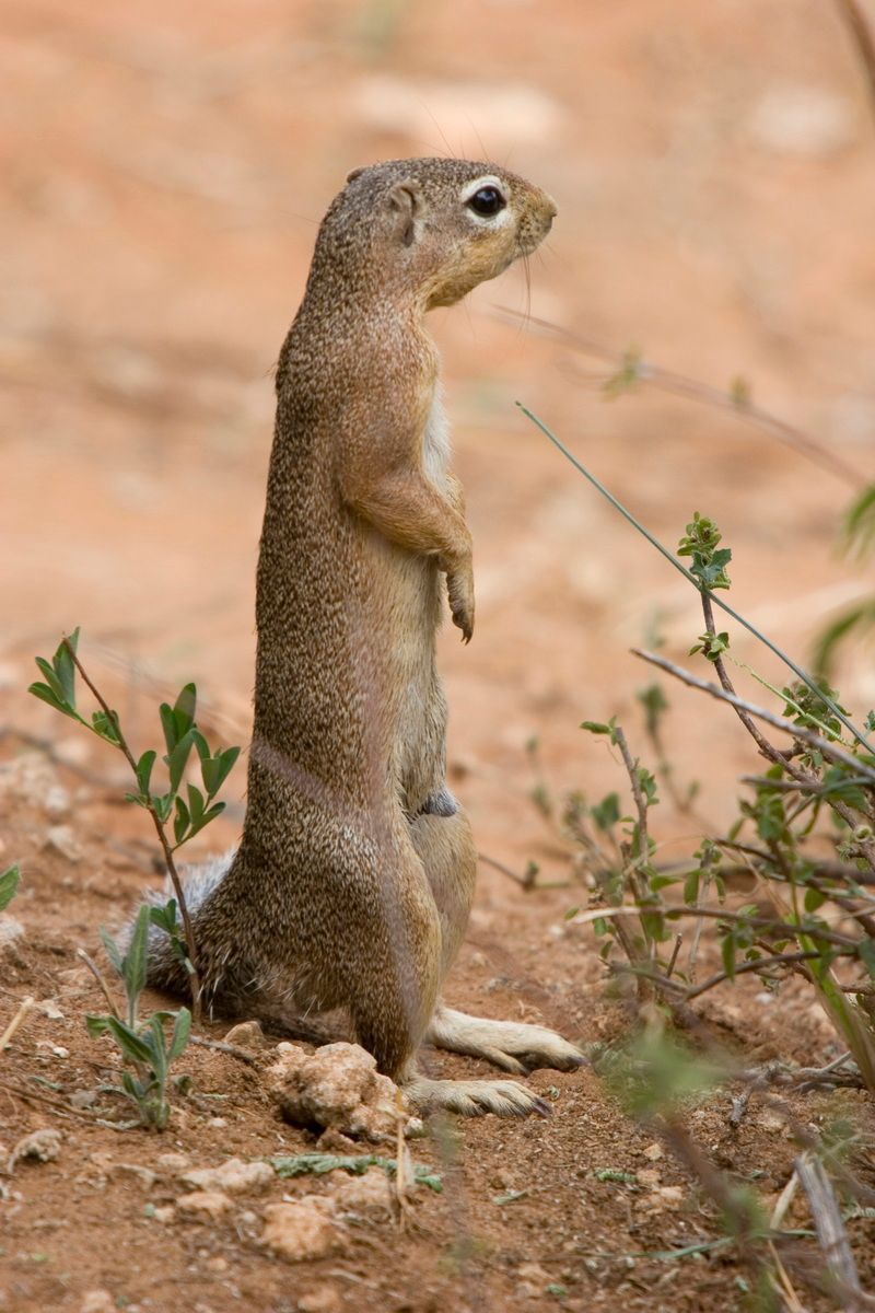 Ostafrika, Tansania, Kenia, Safari, Tierfoto, Lake Manyara, Erdmännchen