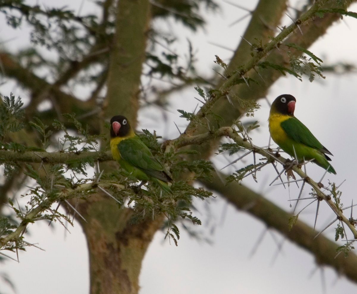 Ostafrika, Tansania, Kenia, Safari, Tierfoto, Lake Manyara, Papgeien