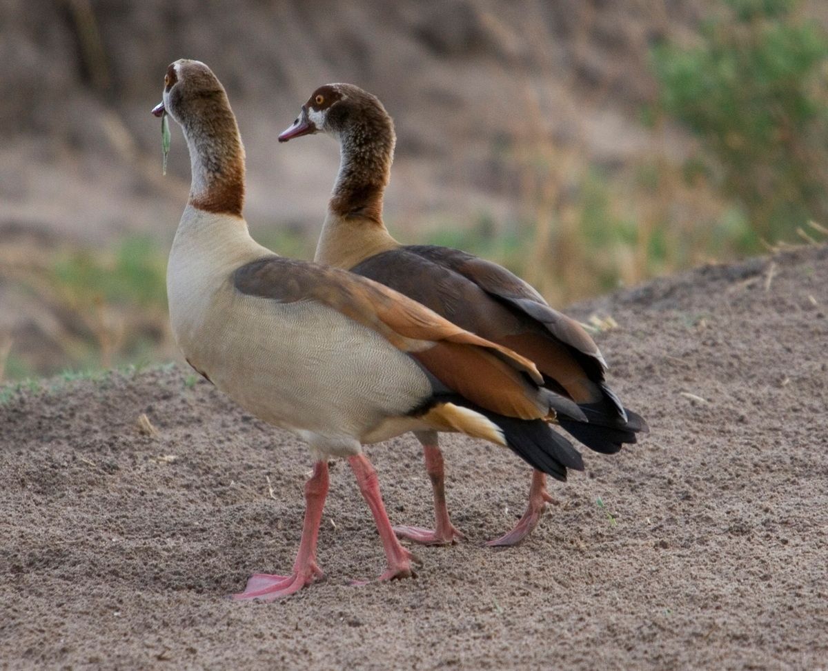 Ostafrika, Tansania, Kenia, Safari, Tierfoto, Lake Manyara, Entenpaar