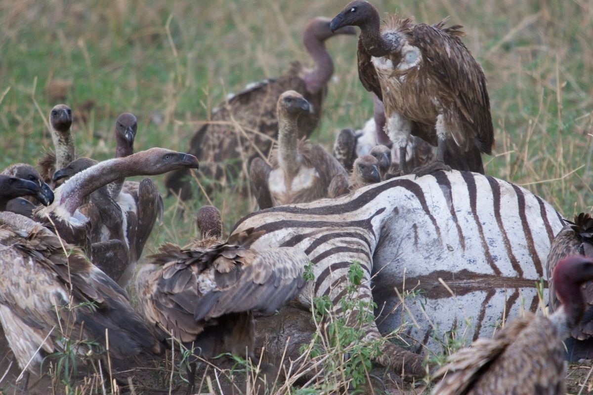 Ostafrika, Tansania, Kenia, Safari, Tierfoto, Lake Manyara, Geier, Zebra