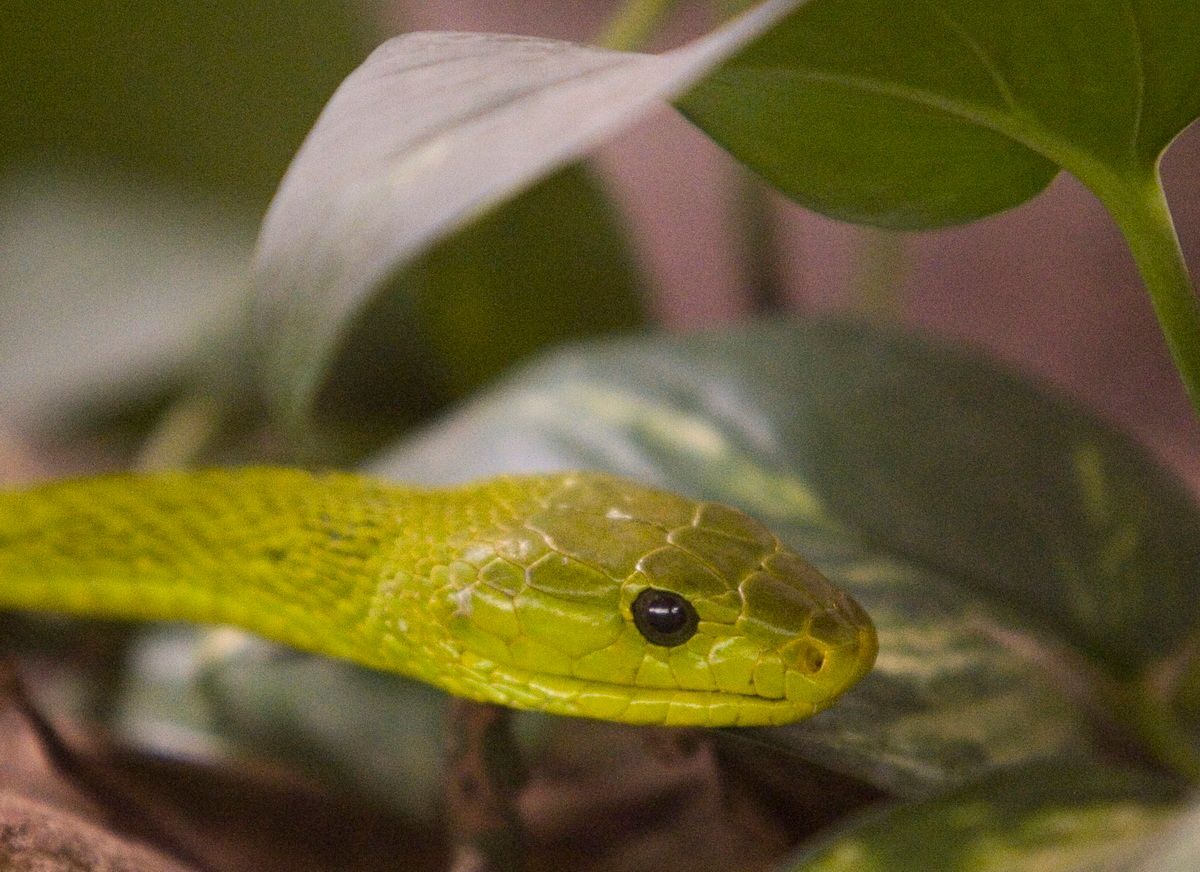 Ostafrika, Tansania, Kenia, Safari, Tierfoto, Lake Manyara, Schlange, Green Mamba