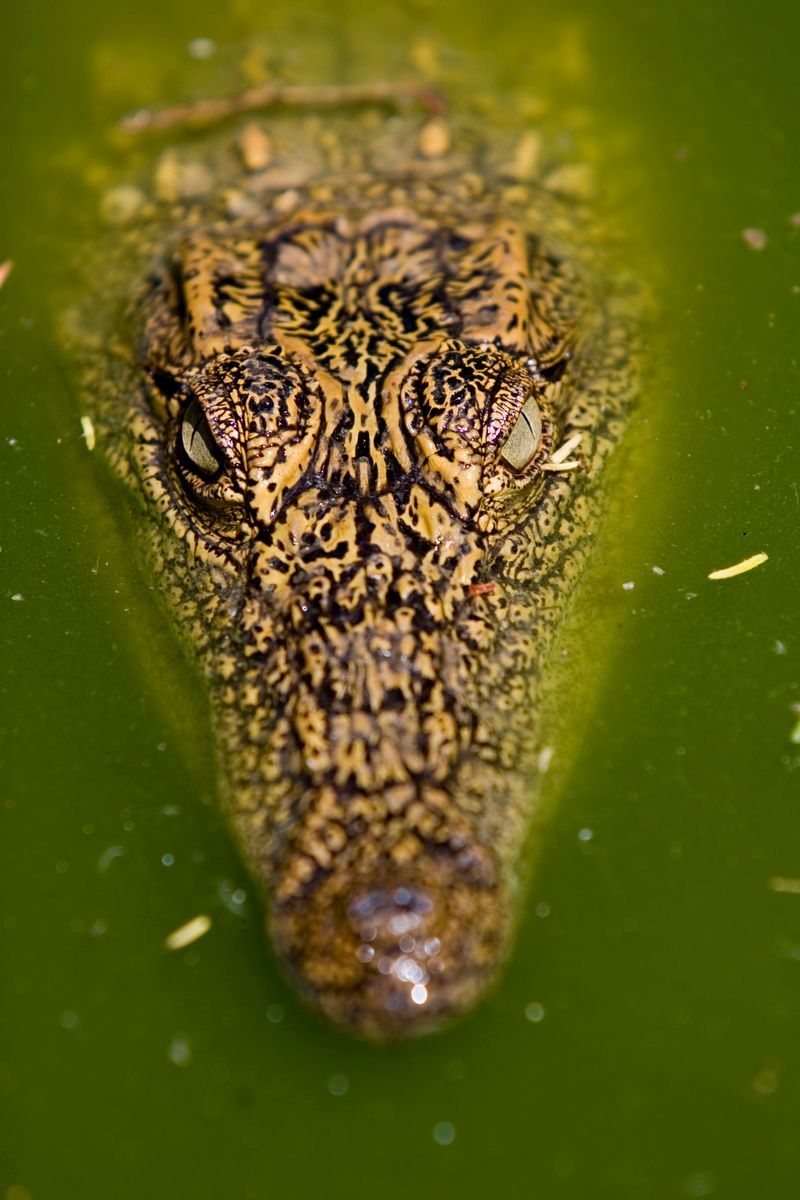 Ostafrika, Tansania, Kenia, Safari, Tierfoto, Lake Manyara, Krokodil