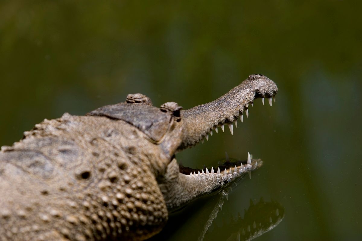 Ostafrika, Tansania, Kenia, Safari, Tierfoto, Lake Manyara, Dschungelfluss, Krokodil