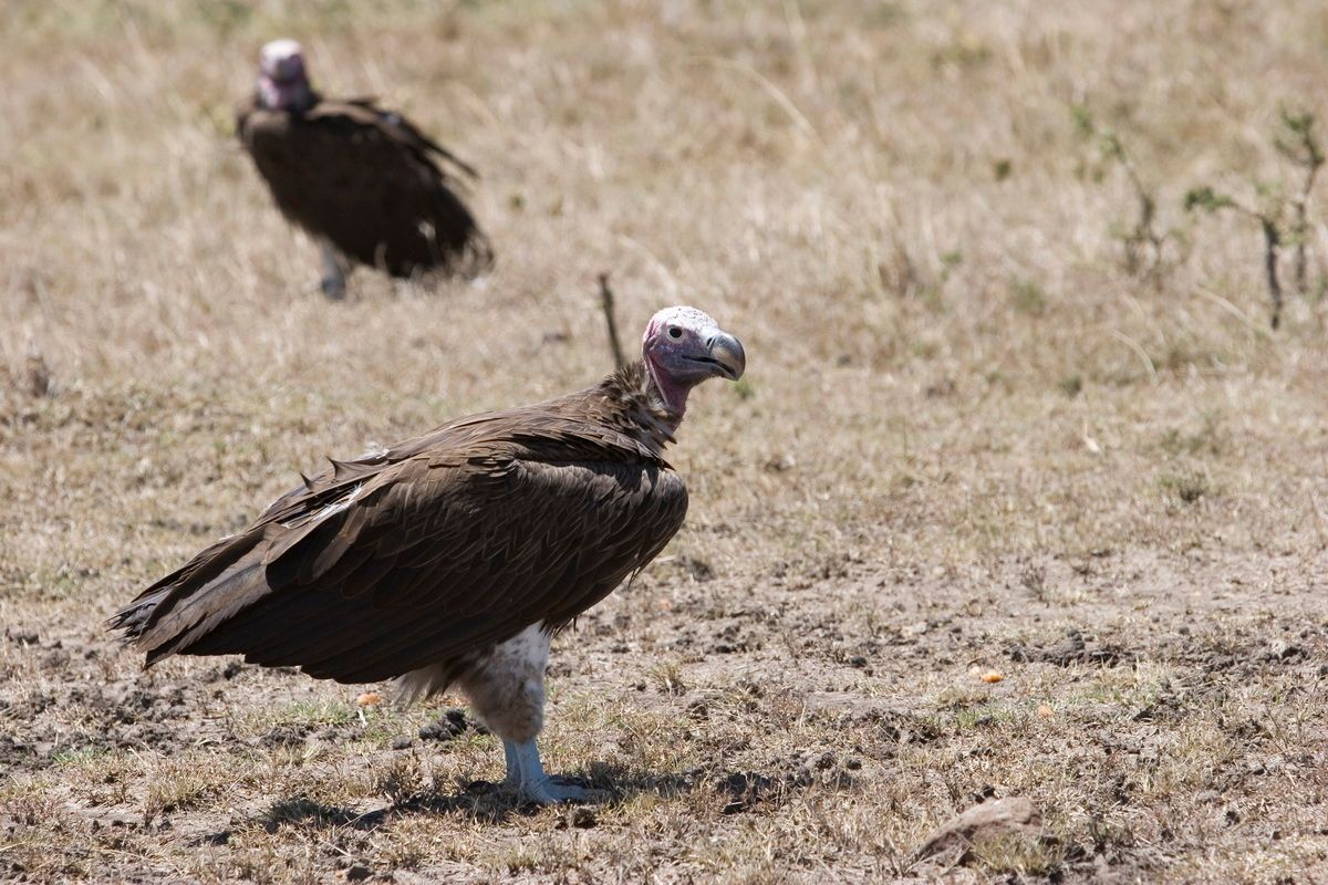 Ostafrika, Tansania, Kenia, Safari, Tierfoto, Masai Mara, Gnu, Geier, Vulture