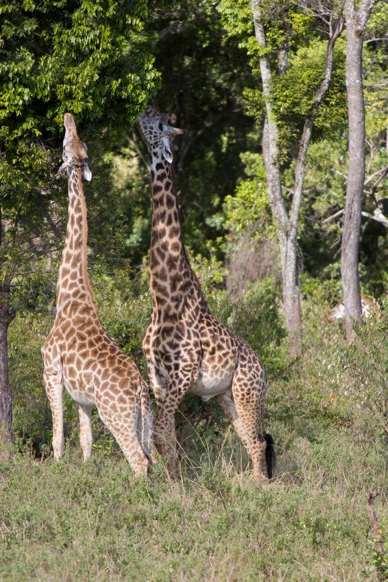 Ostafrika, Tansania, Kenia, Safari, Tierfoto, Masai Mara, Giraffen