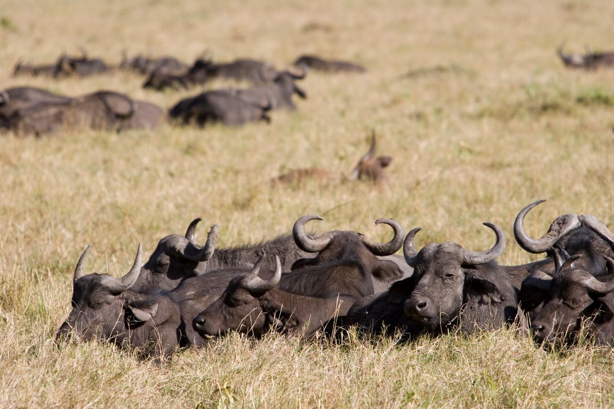 Ostafrika, Tansania, Kenia, Safari, Tierfoto, Masai Mara, Kaffernbüffel