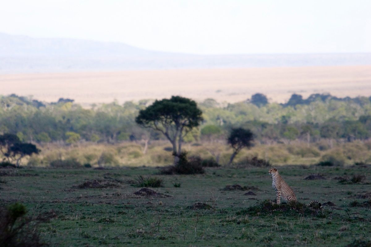 Ostafrika, Tansania, Kenia, Safari, Tierfoto, Masai Mara, Gepard