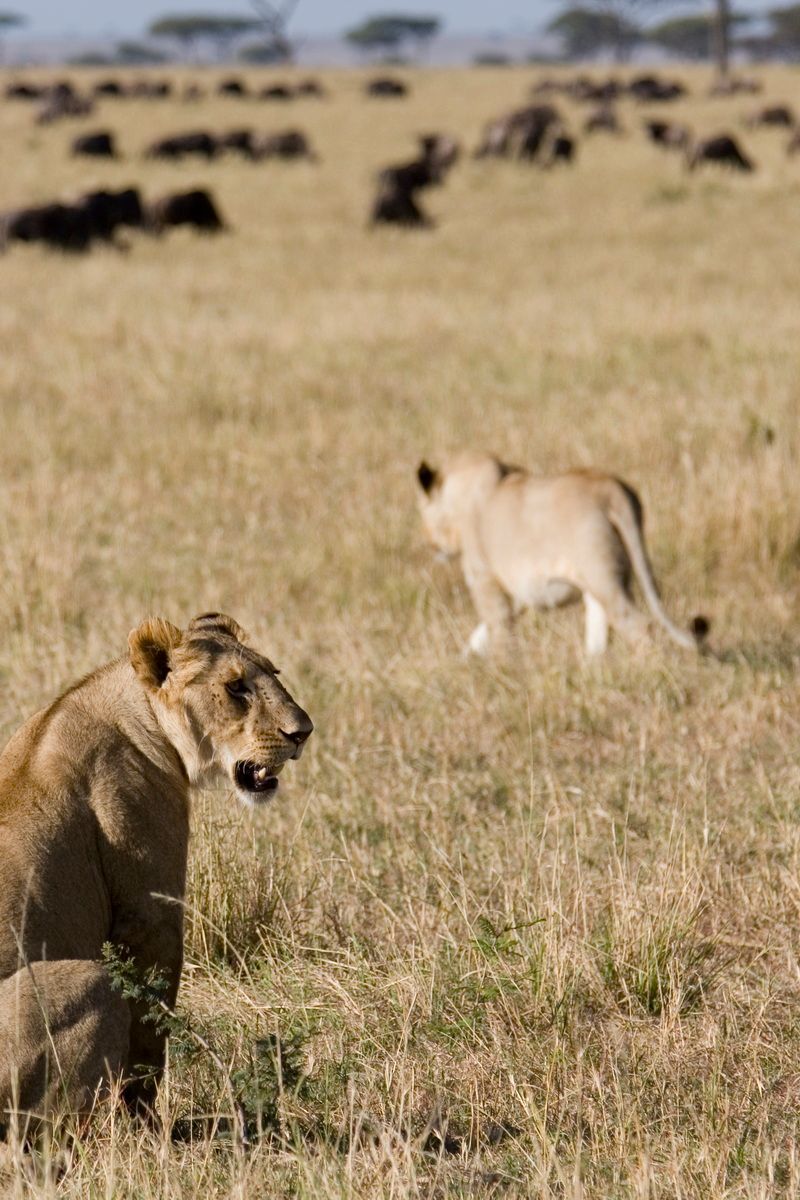 Ostafrika, Tansania, Kenia, Safari, Tierfoto, Masai Mara, Löwin