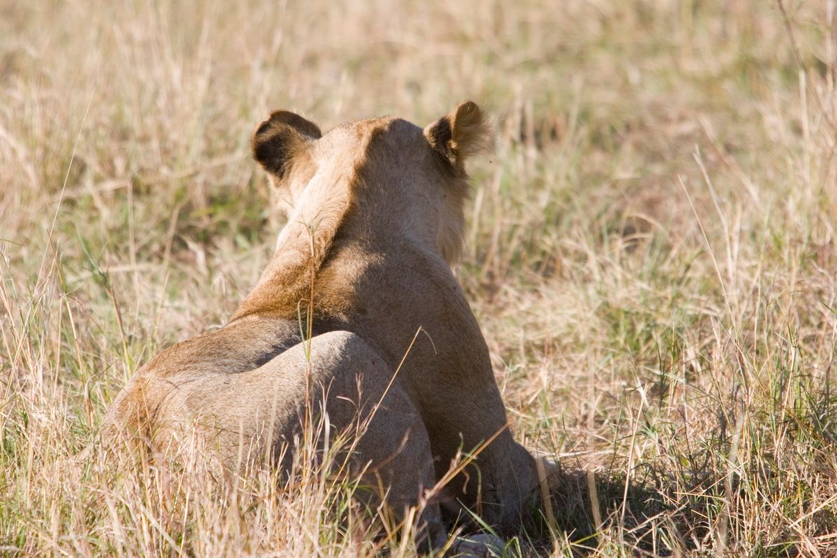 Ostafrika, Tansania, Kenia, Safari, Tierfoto, Masai Mara, Löwin