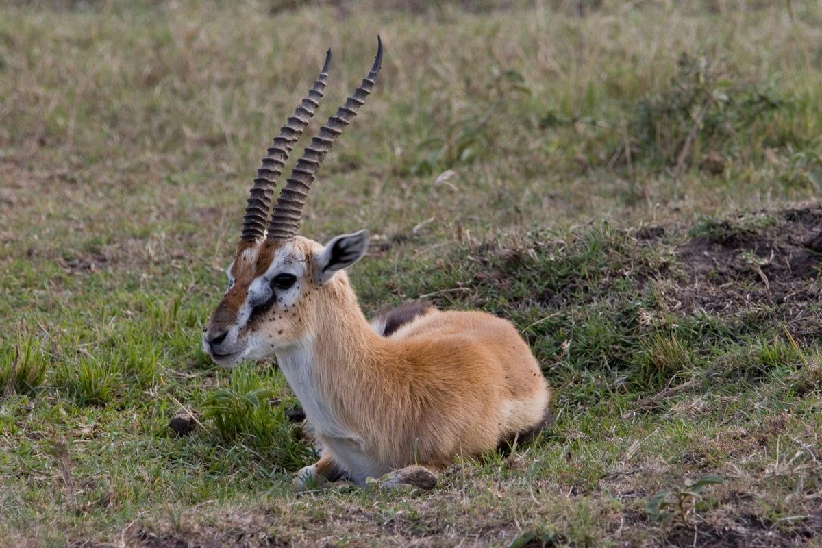 Ostafrika, Tansania, Kenia, Safari, Tierfoto, Masai Mara, Antilope, Impala