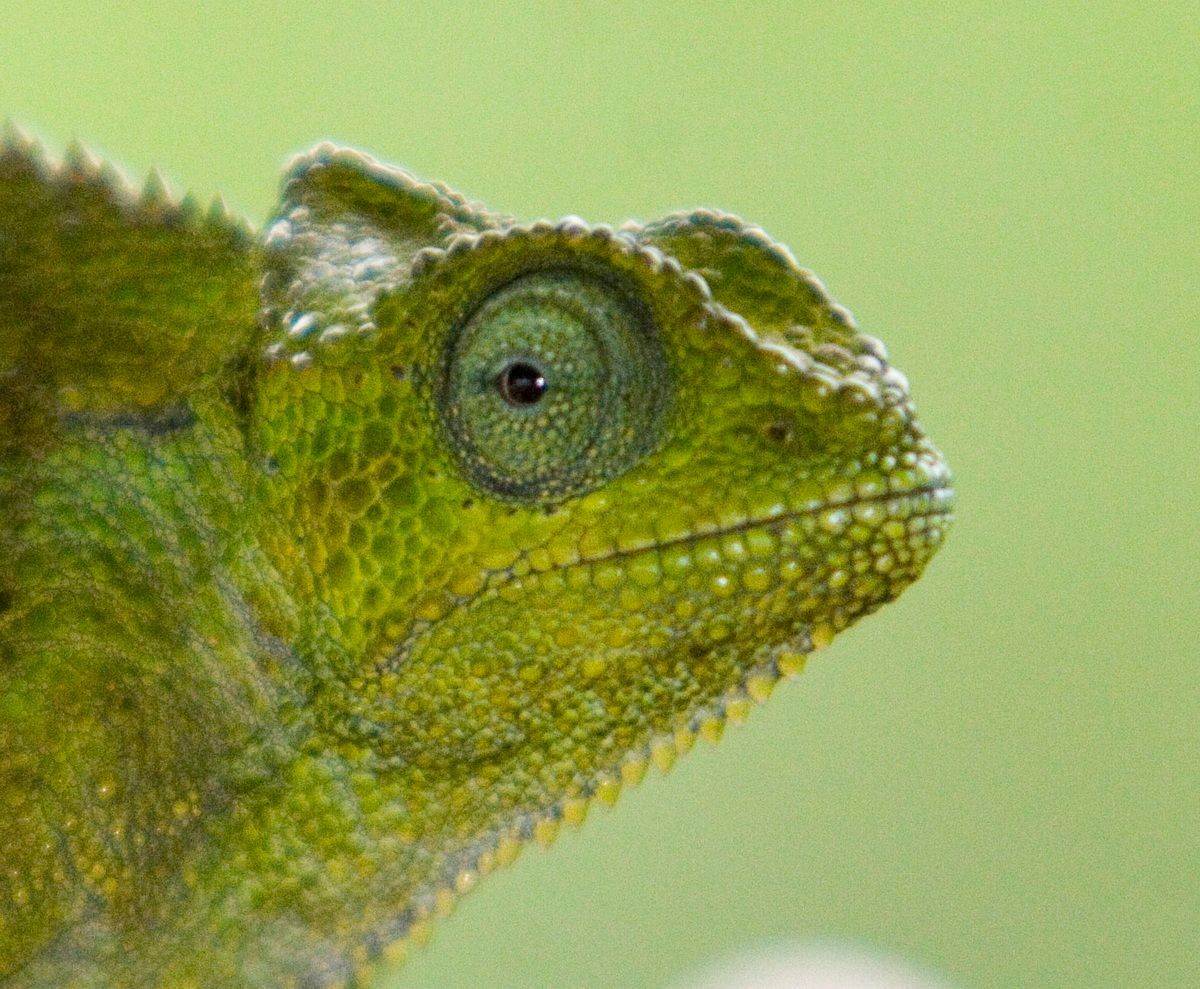 Ostafrika, Tansania, Kenia, Safari, Tierfoto, Ngorongoro, Chamäleon