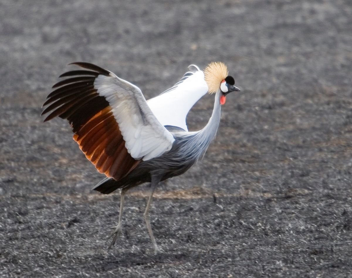 Ostafrika, Tansania, Kenia, Safari, Tierfoto, Ngorongoro, Kronenkranich