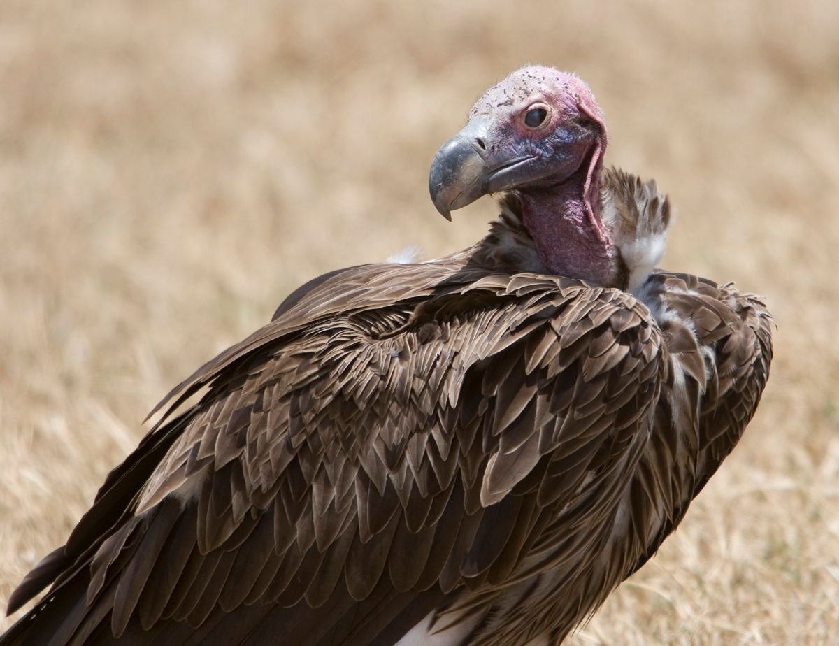 Ostafrika, Tansania, Kenia, Safari, Tierfoto, Ngorongoro