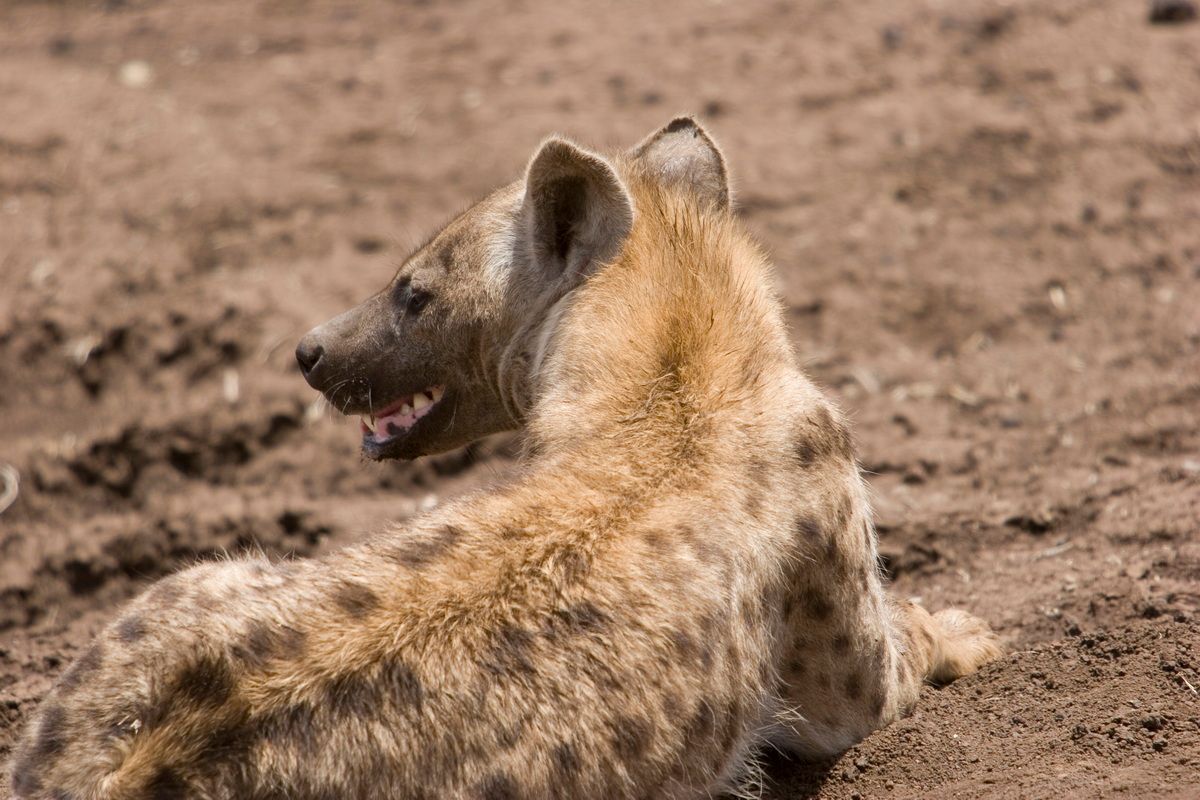 Ostafrika, Tansania, Kenia, Safari, Tierfoto, Ngorongoro, Hyäne