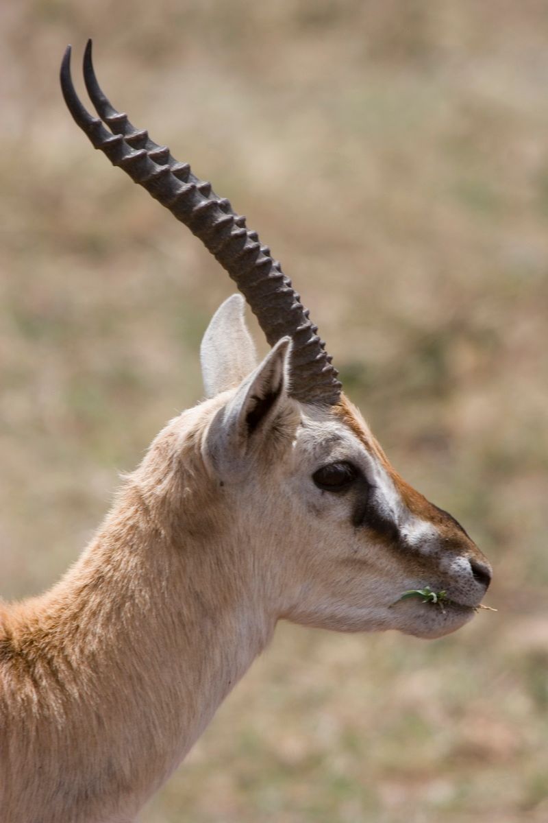 Ostafrika, Tansania, Kenia, Safari, Tierfoto, Ngorongoro, Antilope, Impala