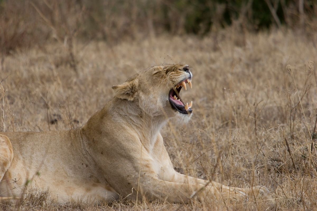 Ostafrika, Tansania, Kenia, Safari, Tierfoto, Ngorongoro, Löwin
