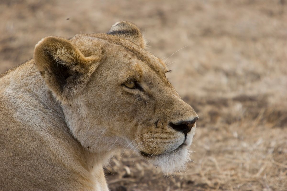 Ostafrika, Tansania, Kenia, Safari, Tierfoto, Ngorongoro, Löwin