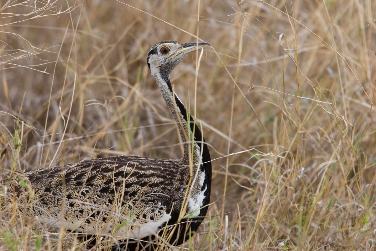 Ostafrika, Tansania, Kenia, Safari, Tierfoto, Ngorongoro, Trappe