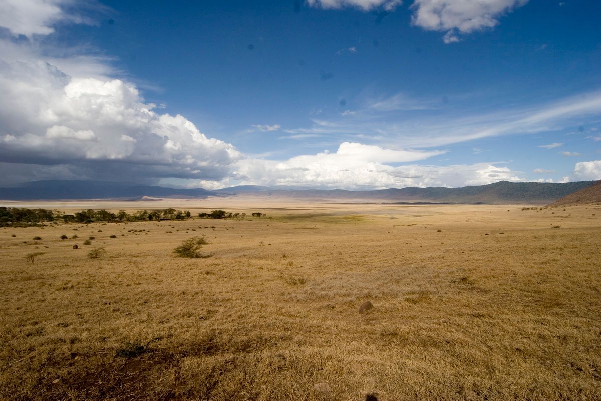 Ostafrika, Tansania, Kenia, Safari, Tierfoto, Ngorongoro