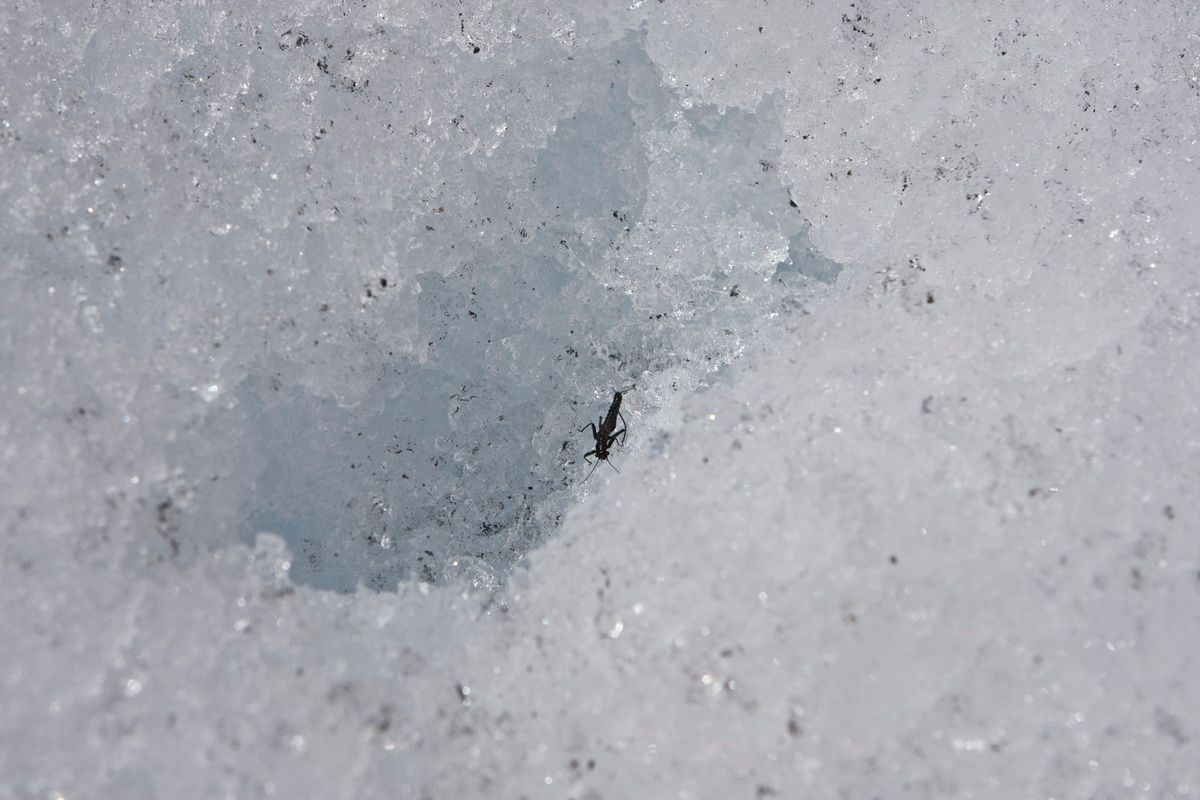 Südamerika, Argentinien, Patagonien, Trekking, Gletscher, Eis, Perito Moreno, Hartmut Ulrich