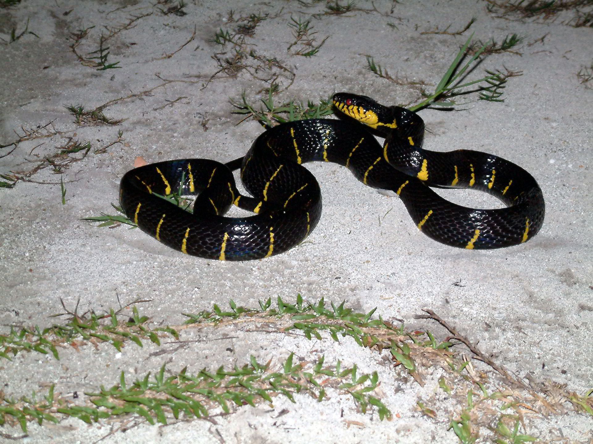 Malaysia, Schlange, Perhentians