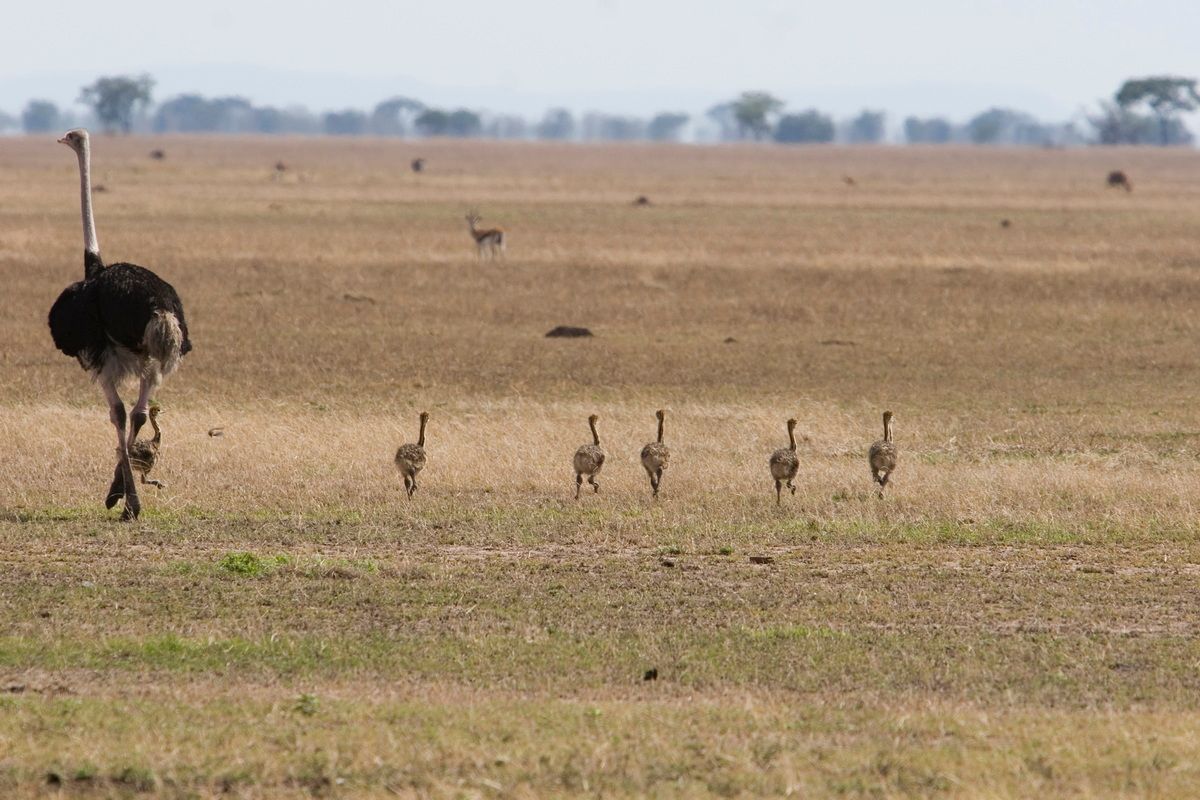 Ostafrika, Tansania, Kenia, Safari, Tierfoto, Serengeti, Strauß mit Jungen