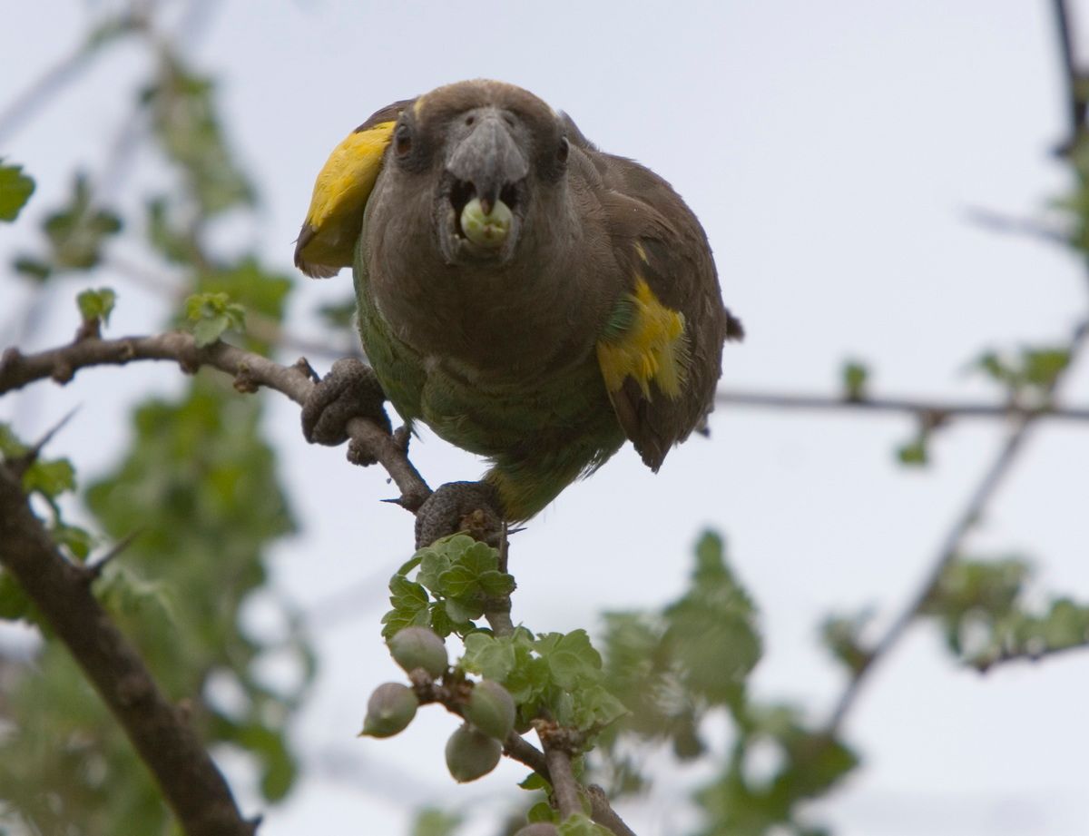 Ostafrika, Tansania, Kenia, Safari, Tierfoto, Serengeti, Papagei