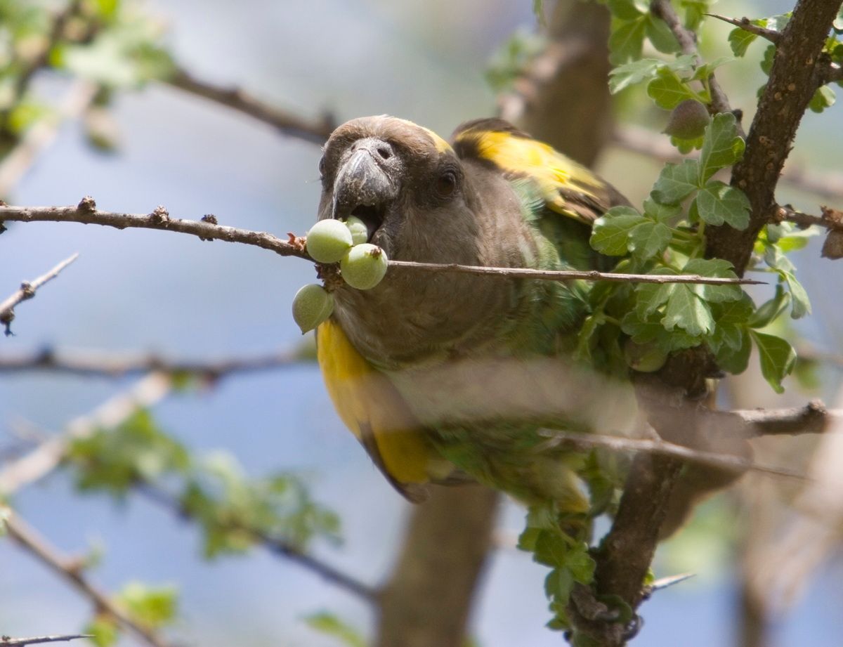 Ostafrika, Tansania, Kenia, Safari, Tierfoto, Serengeti, Papagei