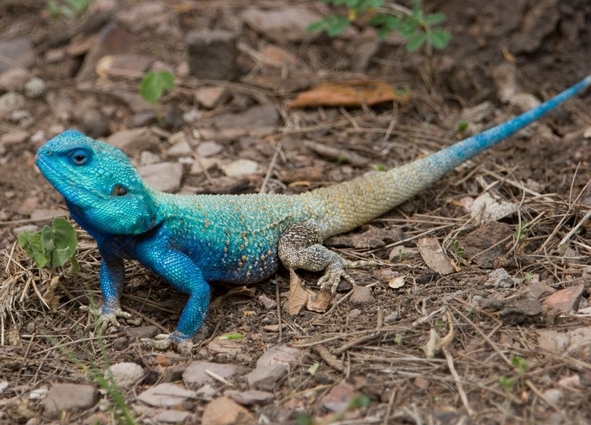 Safari, Ostafrika, Agame, Hartmut Ulrich