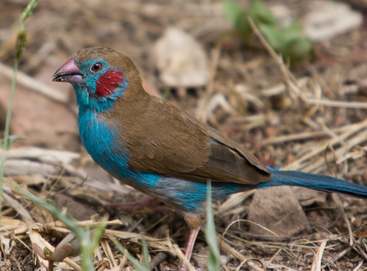 Ostafrika, Tansania, Kenia, Safari, Tierfoto, Serengeti, Agame