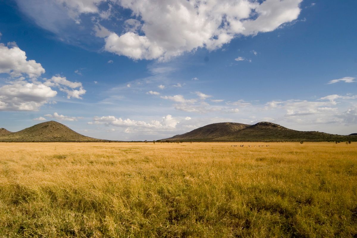 Ostafrika, Tansania, Kenia, Safari, Tierfoto, Serengeti,