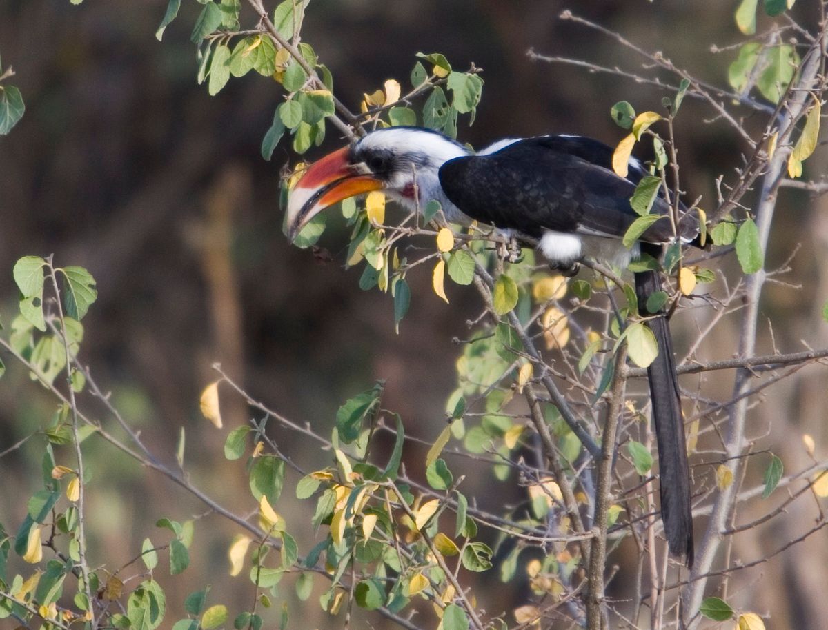 Ostafrika, Tansania, Kenia, Safari, Tierfoto, Serengeti, Tukan