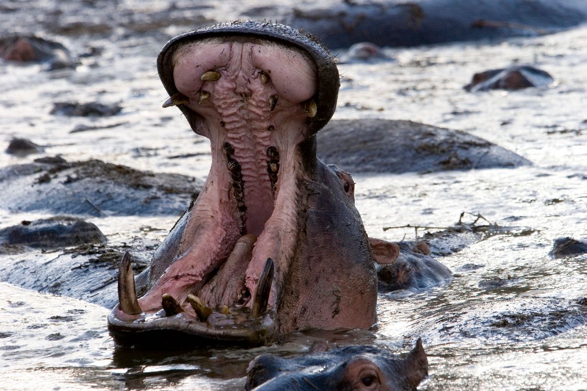 Ostafrika, Tansania, Kenia, Safari, Tierfoto, Serengeti, Flusspferde