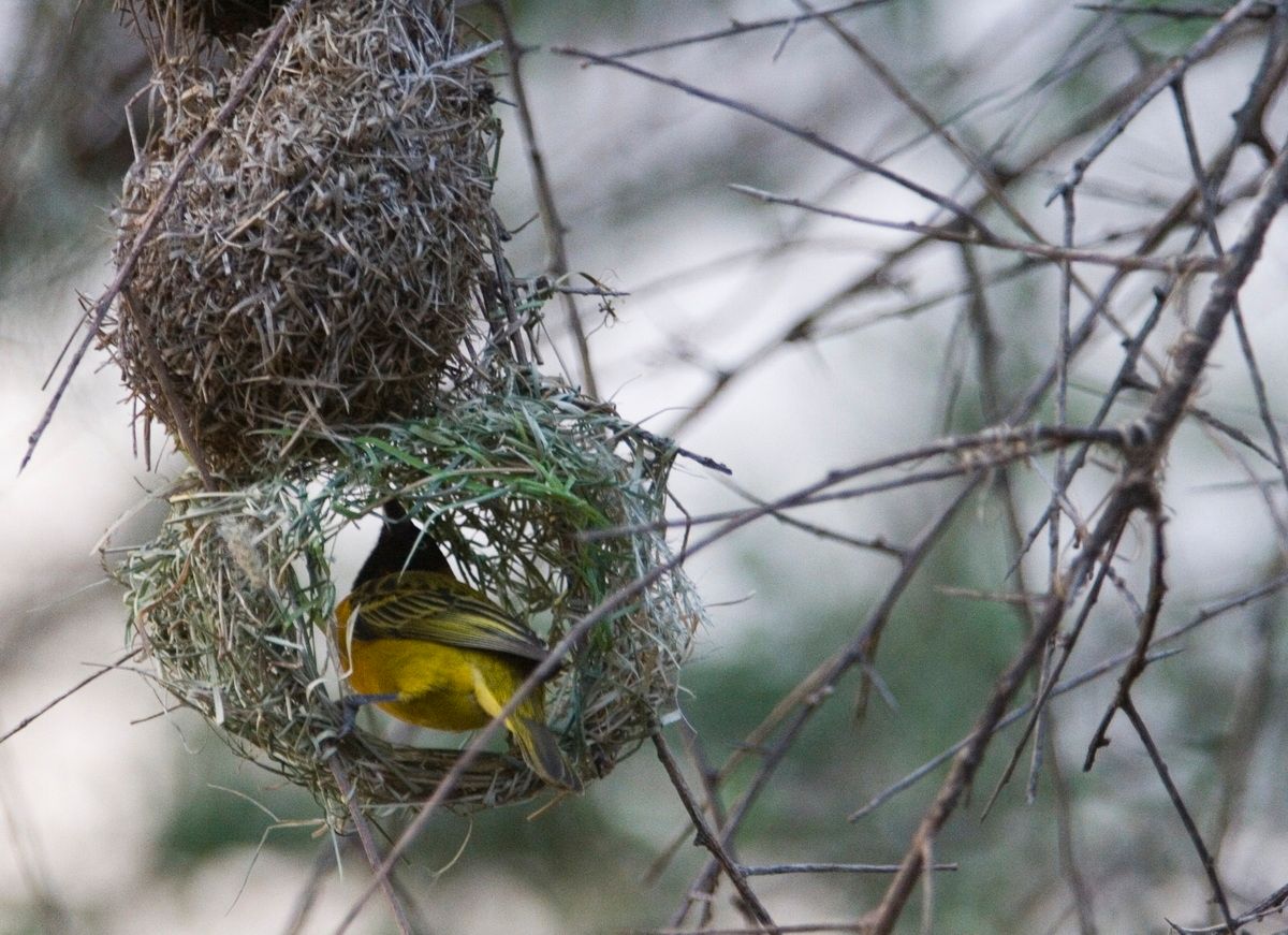 Ostafrika, Tansania, Kenia, Safari, Tierfoto, Serengeti, Webervogel