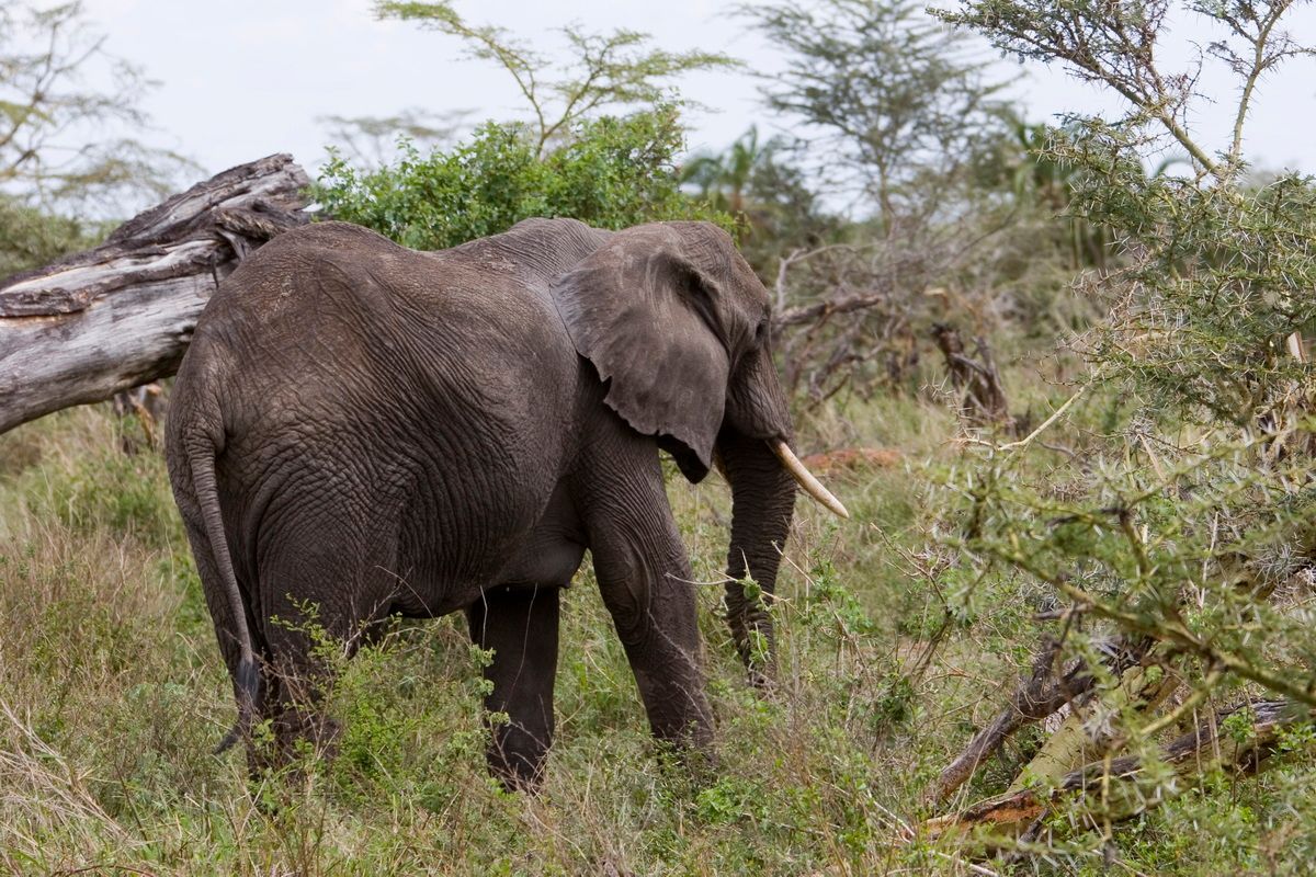 Ostafrika, Tansania, Kenia, Safari, Tierfoto, Serengeti, Elefant