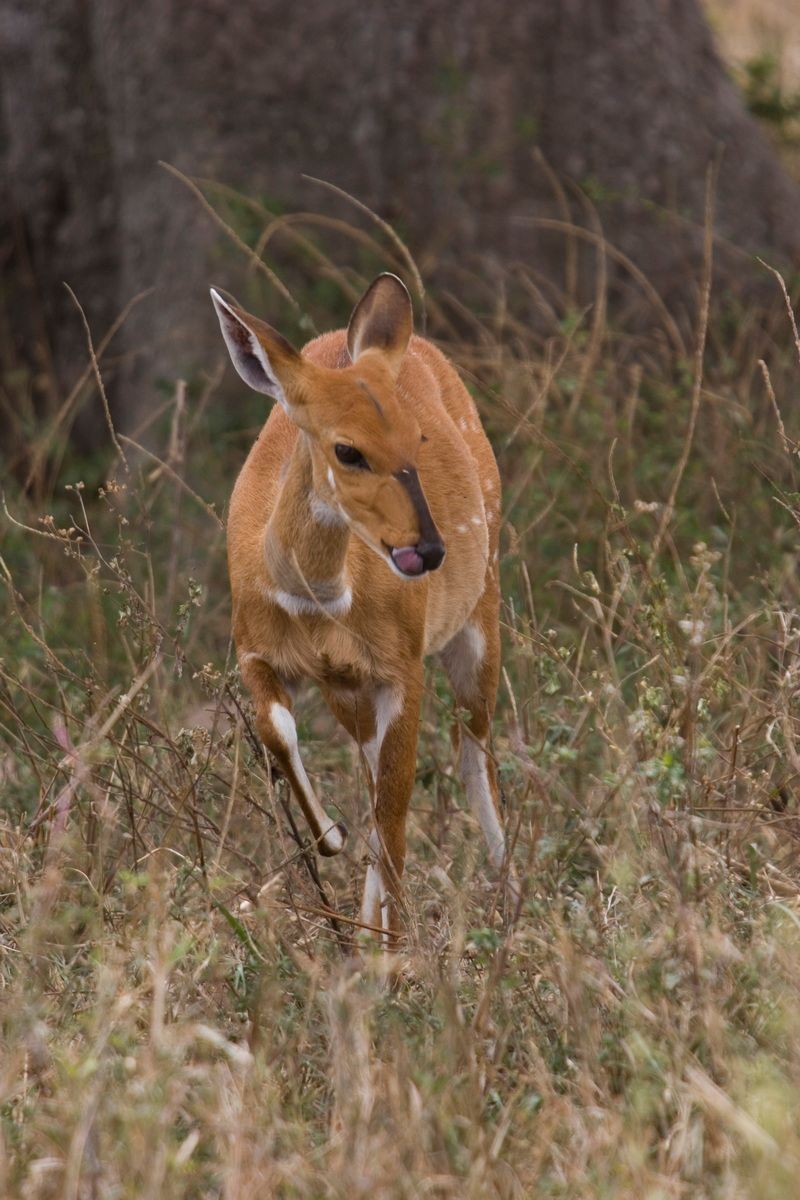 Ostafrika, Tansania, Kenia, Safari, Tierfoto, Serengeti, Antilope