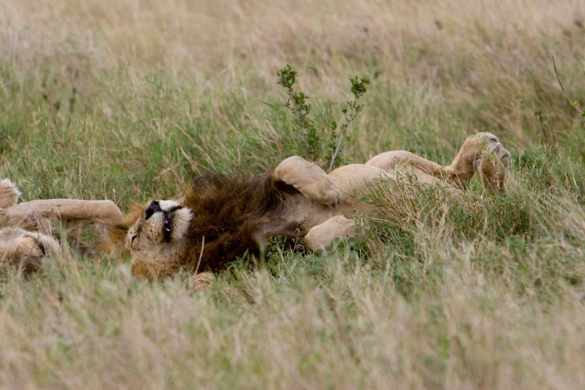Ostafrika, Tansania, Kenia, Safari, Tierfoto, Serengeti, Löwen