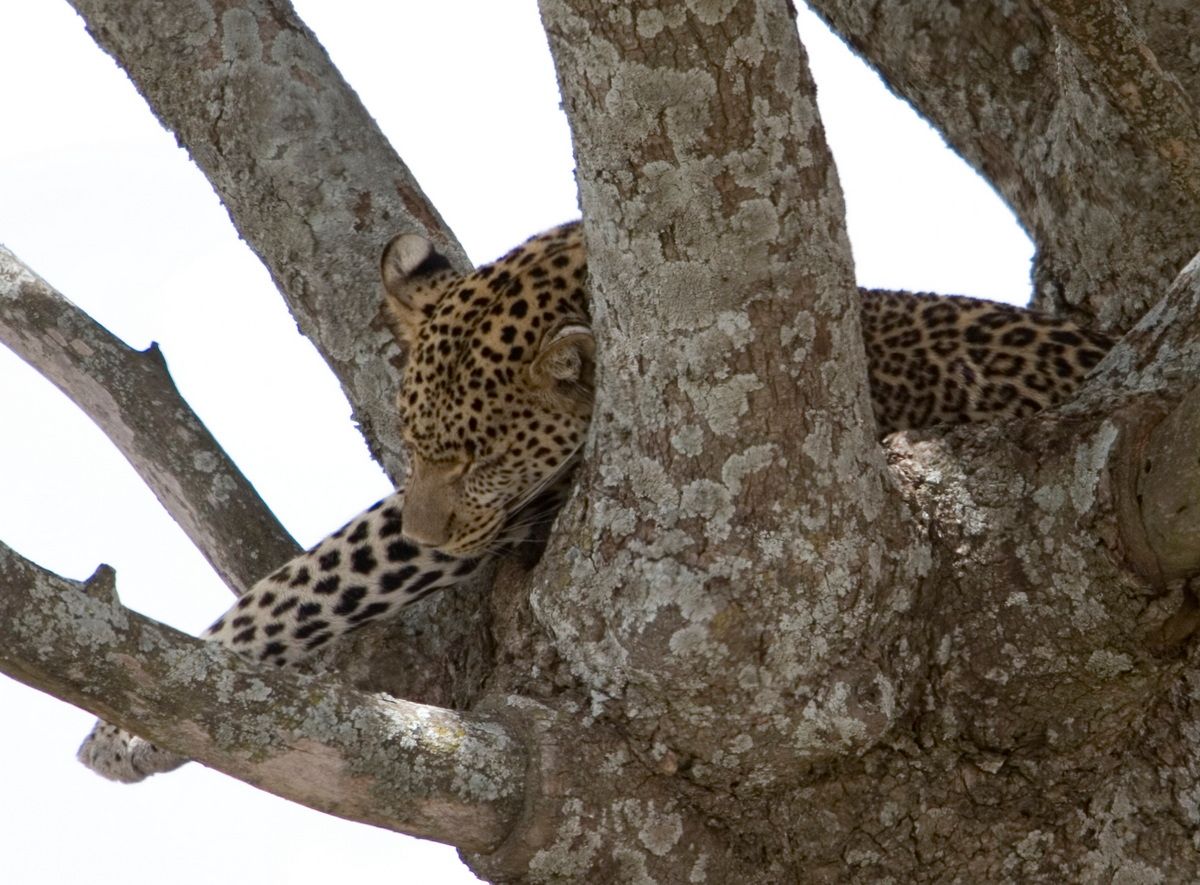 Ostafrika, Tansania, Kenia, Safari, Tierfoto, Serengeti, Leopard im Baum
