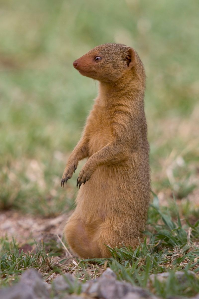 Ostafrika, Tansania, Kenia, Safari, Tierfoto, Serengeti, Marder