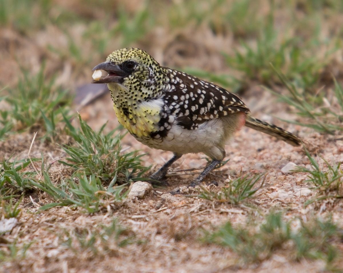 Ostafrika, Tansania, Kenia, Safari, Tierfoto, Serengeti, Fink