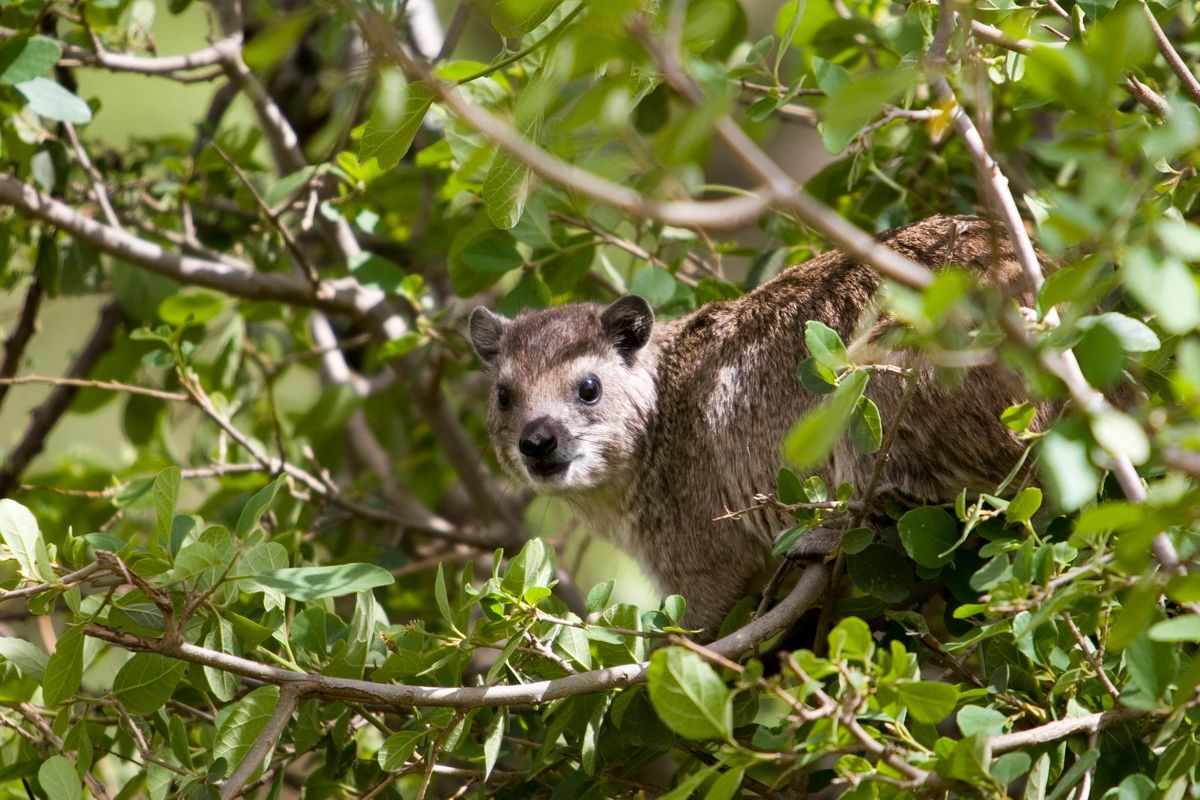 Ostafrika, Tansania, Kenia, Safari, Tierfoto, Serengeti, Klippschliefer