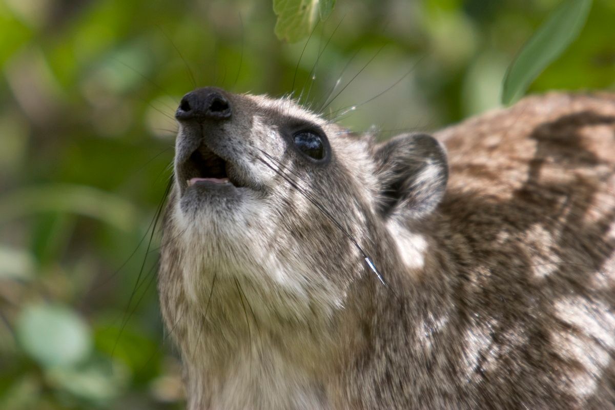Ostafrika, Tansania, Kenia, Safari, Tierfoto, Serengeti, Klippschliefer