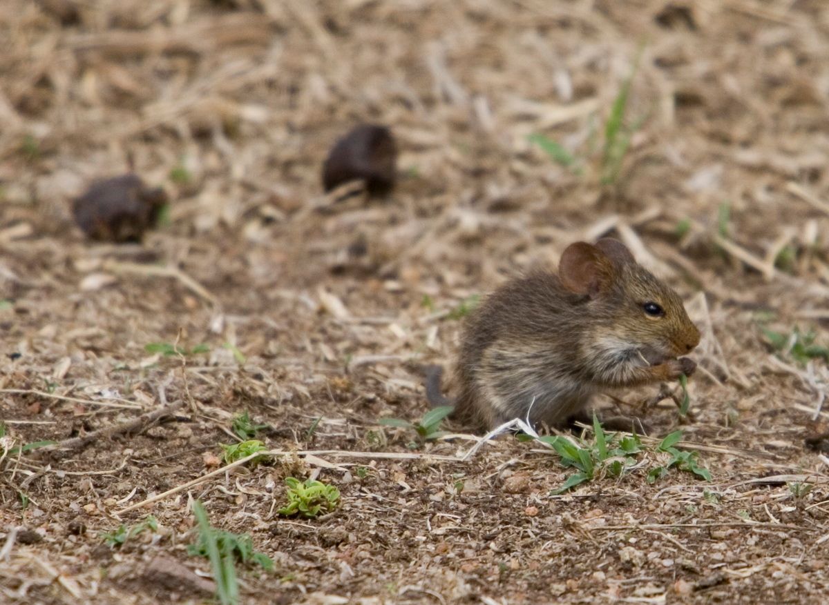 Ostafrika, Tansania, Kenia, Safari, Tierfoto, Serengeti, Maus